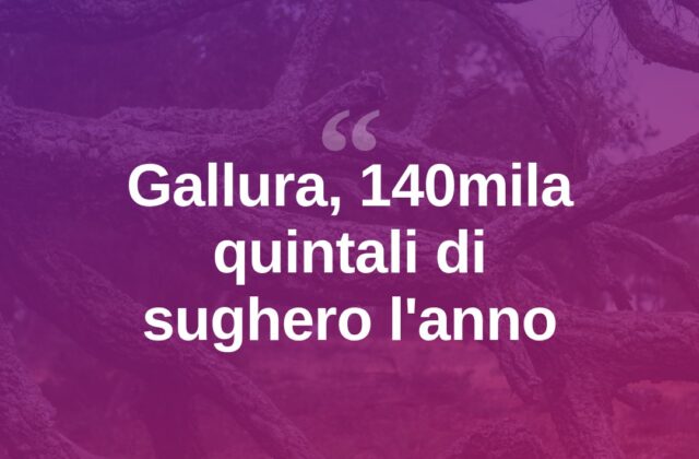 Gallura, l’oro nero delle sugherete: 140mila quintali l’anno