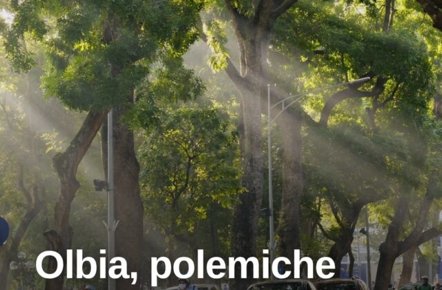 Olbia, il verde pubblico sotto accusa: cittadini contro le potature