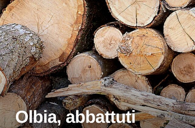 Olbia, abbattuti gli alberi malati di via Vittorio Veneto