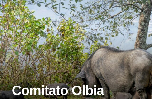 Cinghiali a Olbia, il comitato: “Subito le misure regionali”