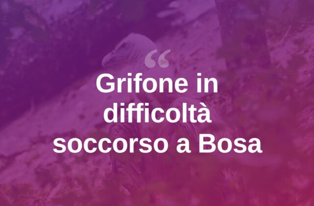 Bosa, giovane grifone in difficoltà salvato dal Corpo forestale