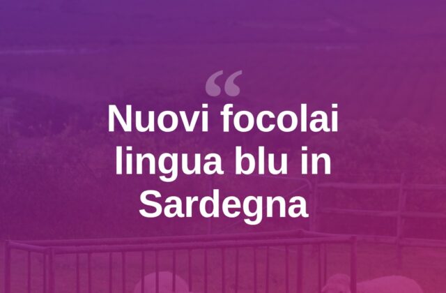 Lingua blu, nuovi focolai in Sardegna: colpiti Mores e Perfugas