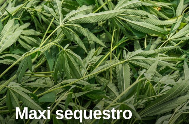 Telti, maxi piantagione di cannabis: sequestrate oltre 11.500 piante