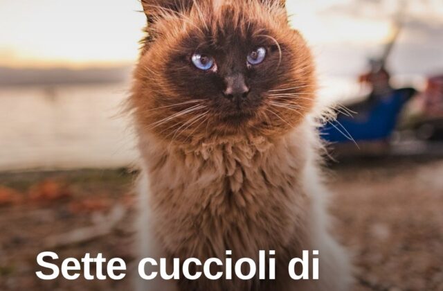 Tempio, sette cuccioli di gatto trovati morti: si indaga