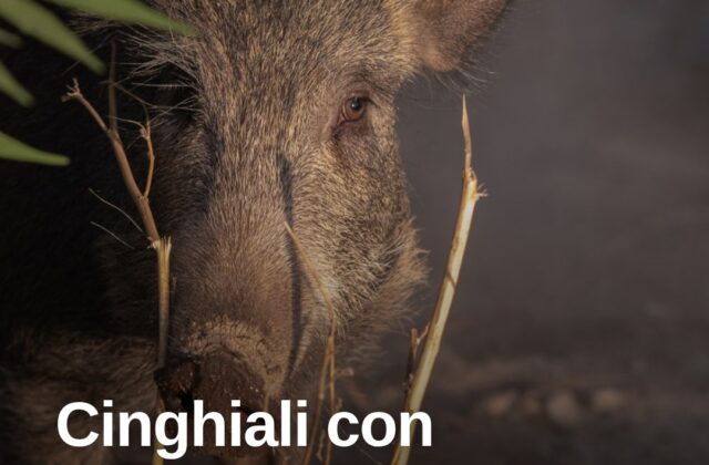 Cannigione, cinghiali con cuccioli tra le aiuole del centro
