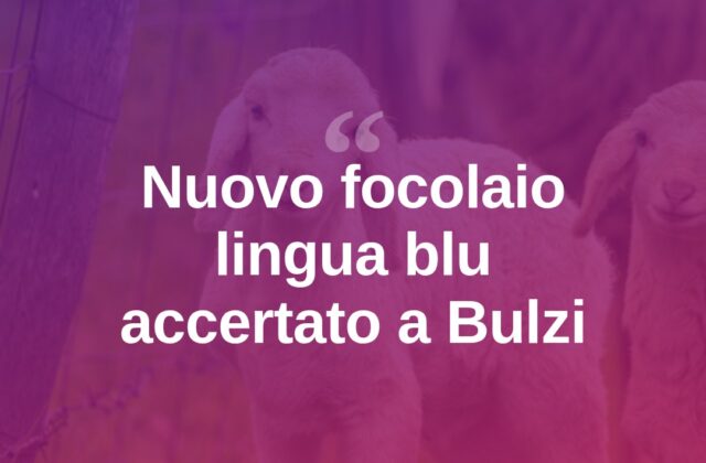 Lingua blu, nuovo focolaio nel Sassarese: caso a Bulzi