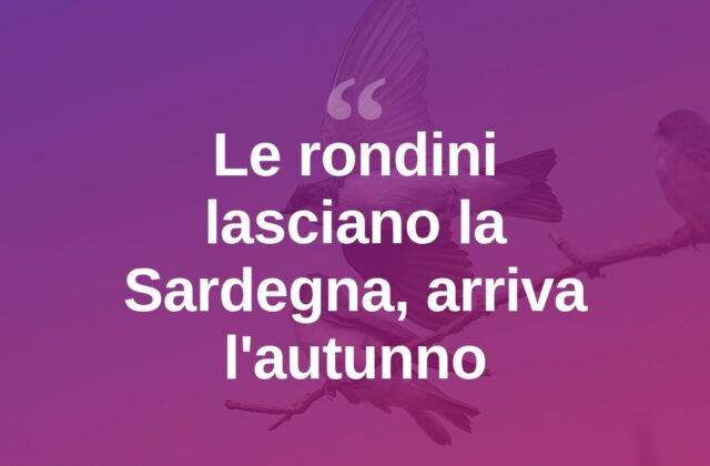 Fine estate in Gallura, le rondini lasciano i cieli sardi