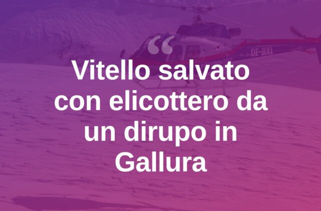 Vitello cade in un dirupo in Gallura, salvato con l’elicottero