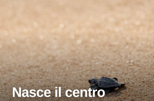 Tavolara, nasce il centro di soccorso per la fauna marina