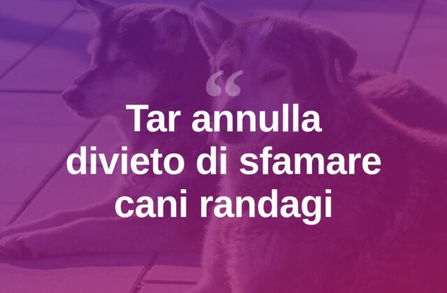 Tar annulla il divieto di sfamare i cani randagi a Olbia
