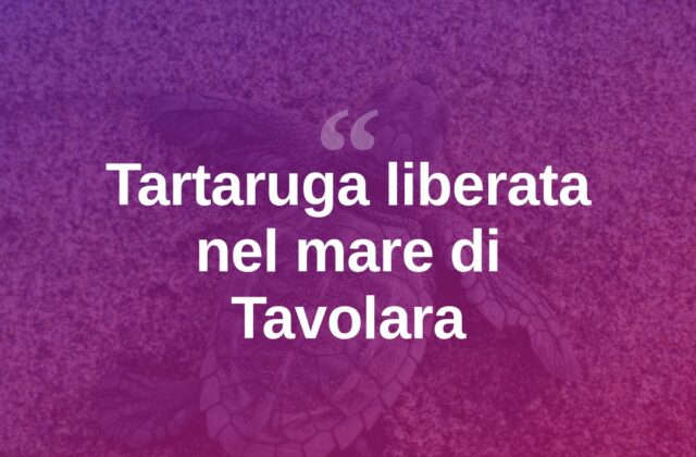 Tartaruga marina torna libera nelle acque di Tavolara