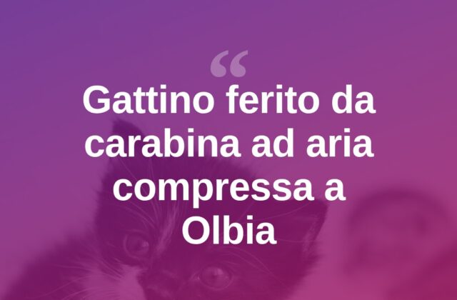 Olbia, gattino colpito da carabina ad aria compressa: rischio paralisi