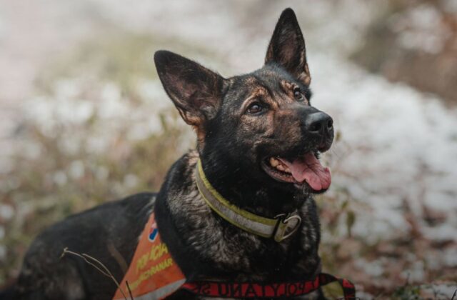 Cane in fuga sull’asfalto, salvato da due agenti fuori servizio