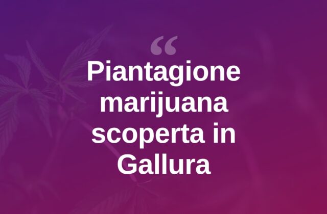 Gallura, scoperta piantagione di marijuana: quattro arresti