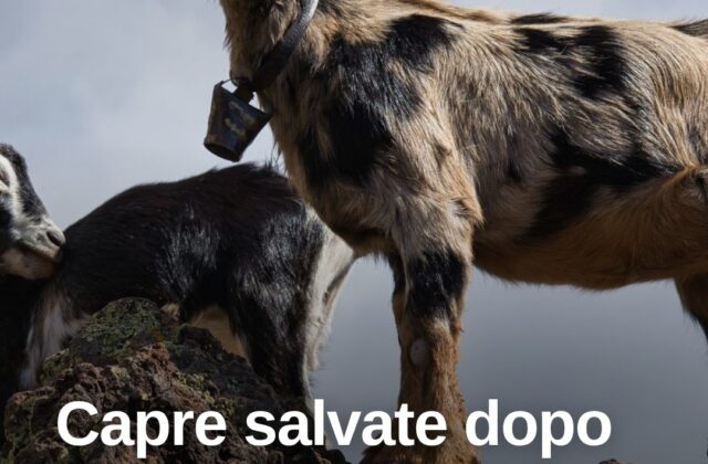 Capre intrappolate su una rupe a Jerzu, salvate dopo 4 giorni