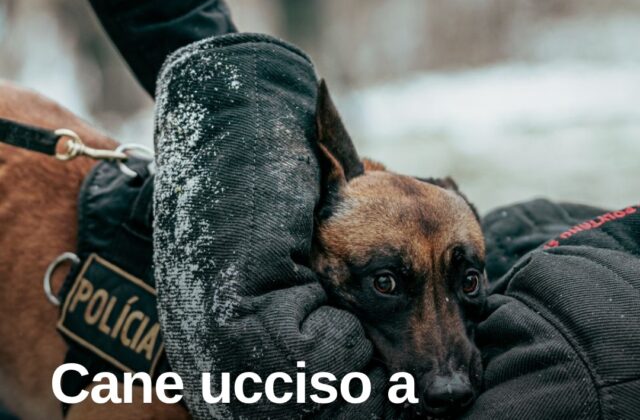 Olbia, cane ucciso a fucilate nel cortile: proprietario minacciato